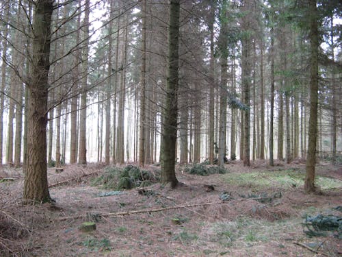 Foto d'estoc gratuïta de arbres, avets, bagul