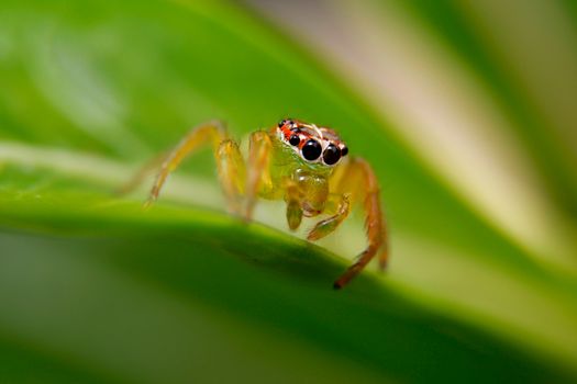 Close-up of a vibrant jumping spider on a green leaf in Indonesia.