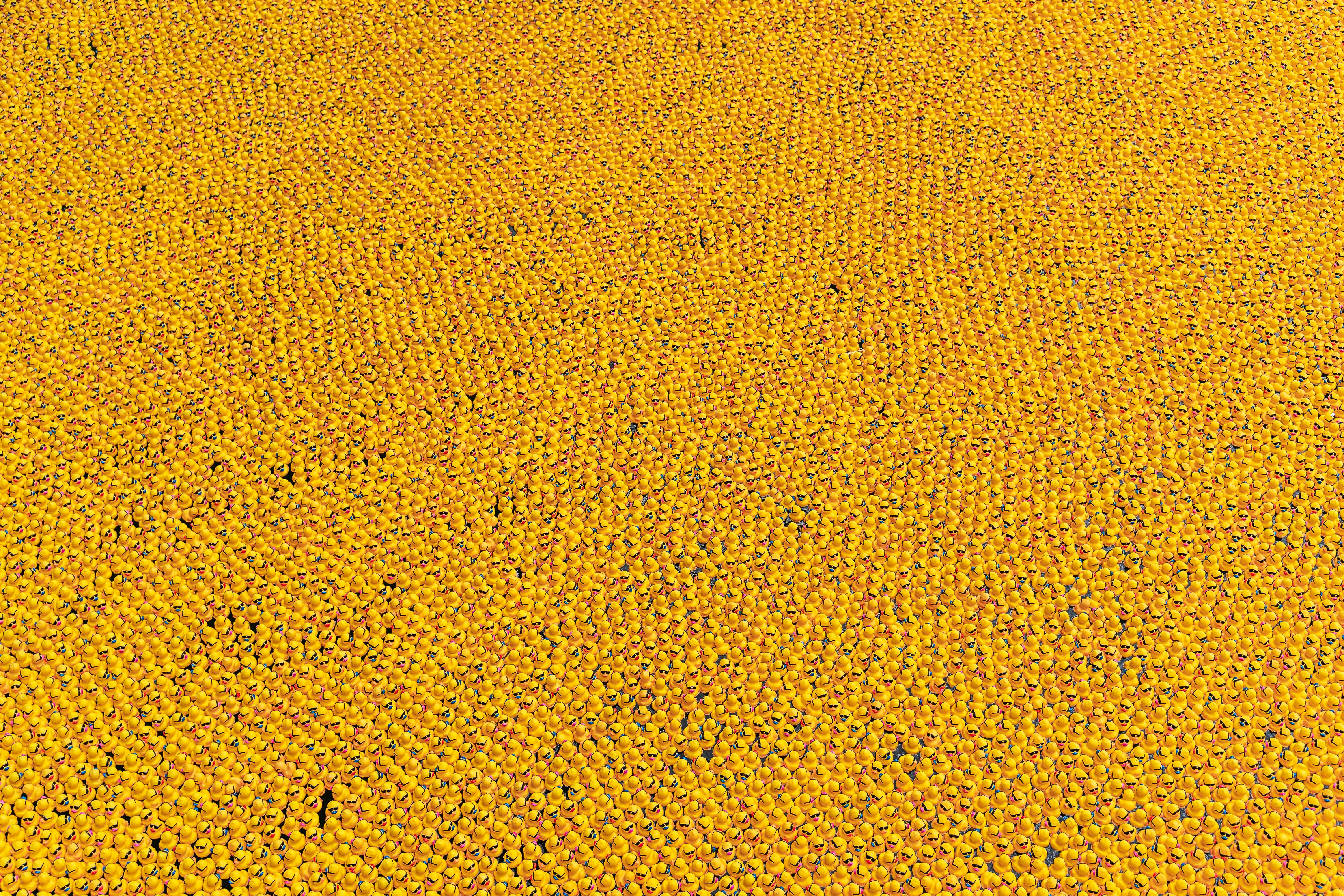 Aerial view of numerous yellow rubber ducks floating in Chicago River for a fundraising event.