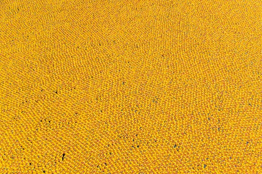 Aerial view of numerous yellow rubber ducks floating in Chicago River for a fundraising event.