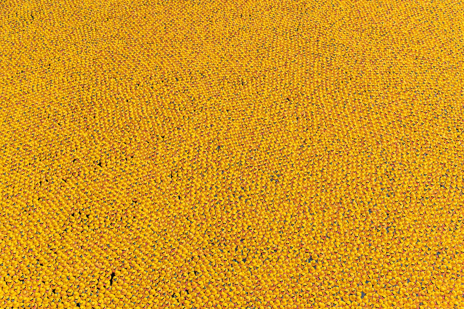 Aerial view of numerous yellow rubber ducks floating in Chicago River for a fundraising event.