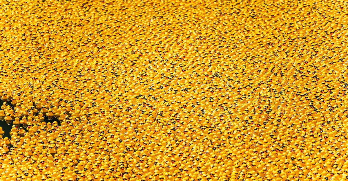Thousands of yellow rubber ducks float in the Chicago River, creating a vibrant scene.