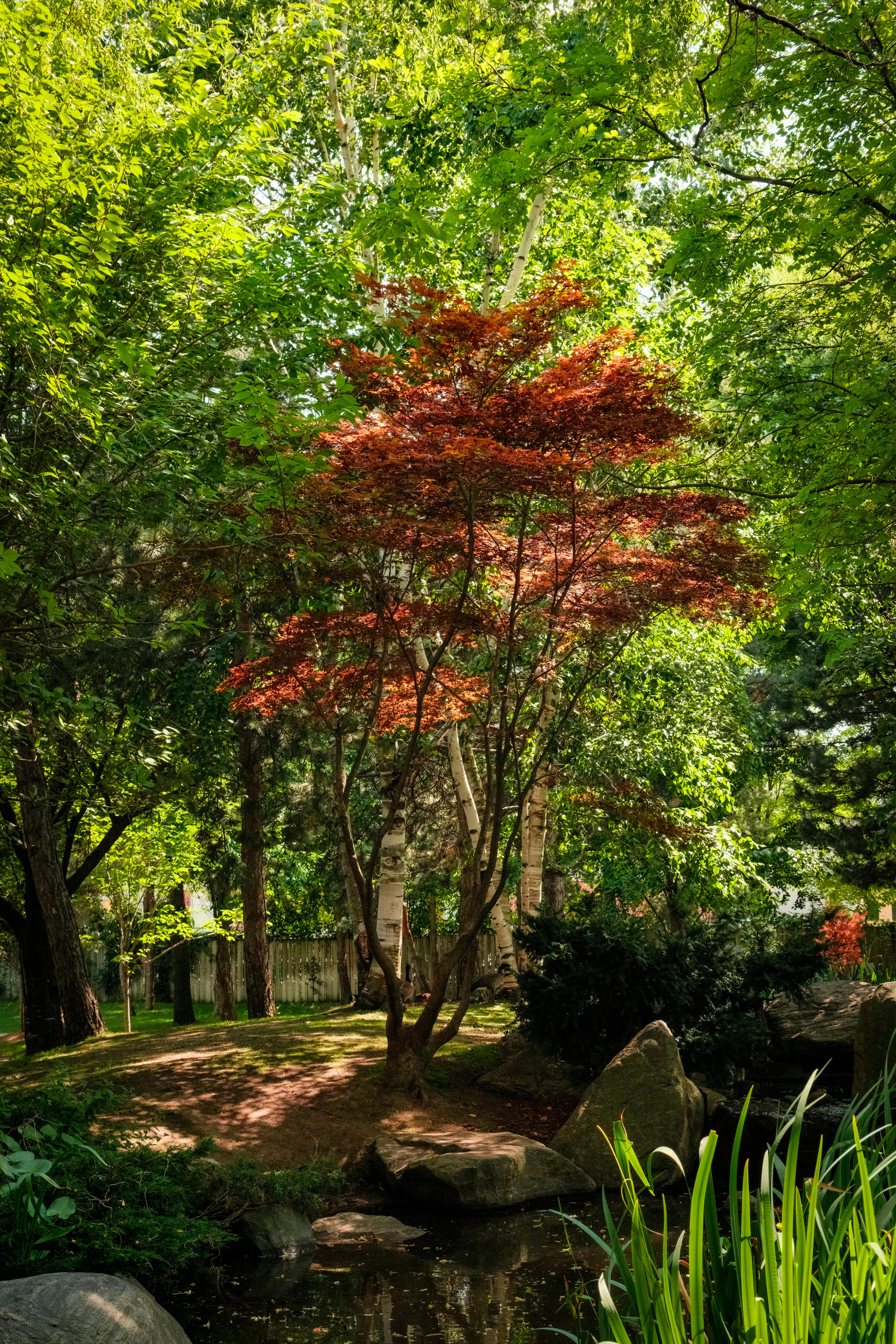 「Between Maple and Chestnut」写真集 Between Maple and Chestnut」写真集 1,000部限定 希少!!!写真集