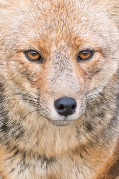 Intense gaze of a Chilean Fox in Ushuaia, Argentina. Nature's beauty captured close-up.