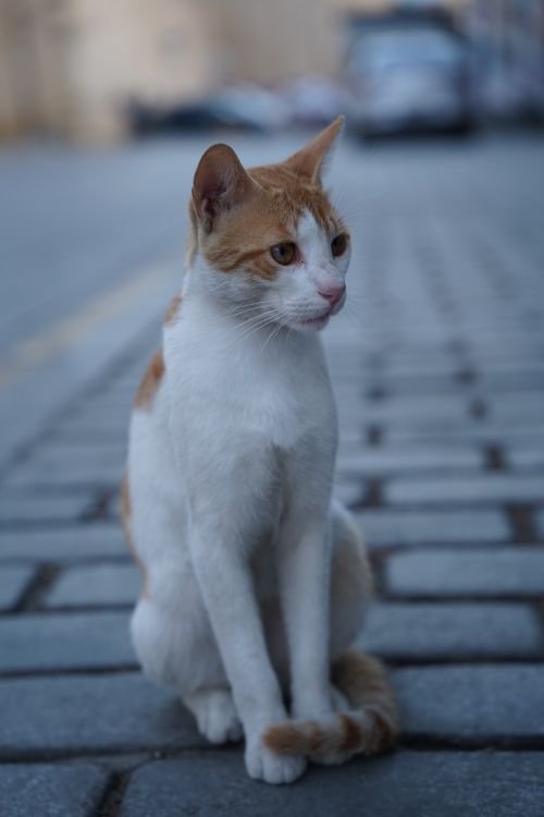 Free A curious orange and white cat sits on a cobblestone street in Istanbul, Türkiye. Stock Photo
