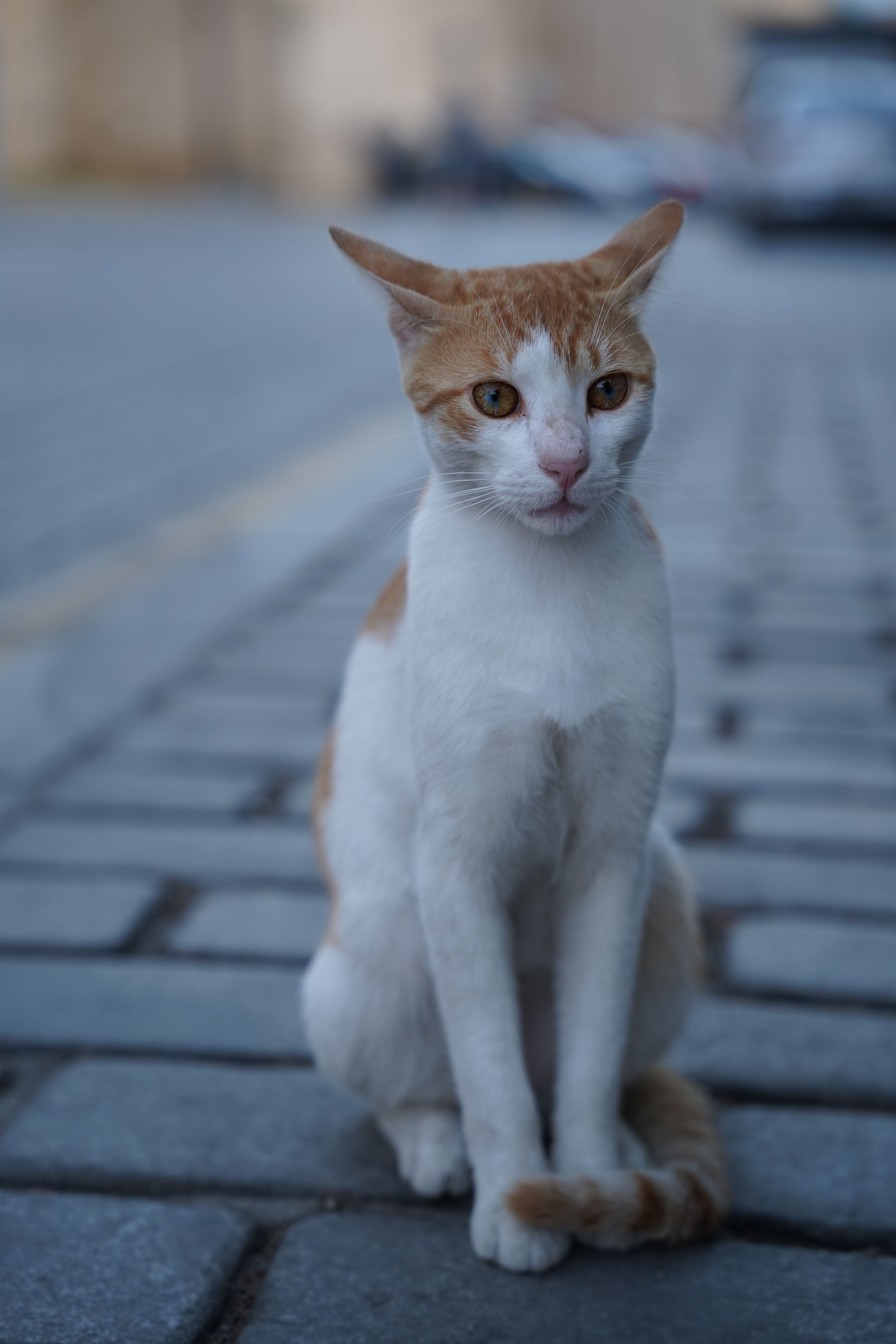 Grey tabby cat sitting on a cobblestone path