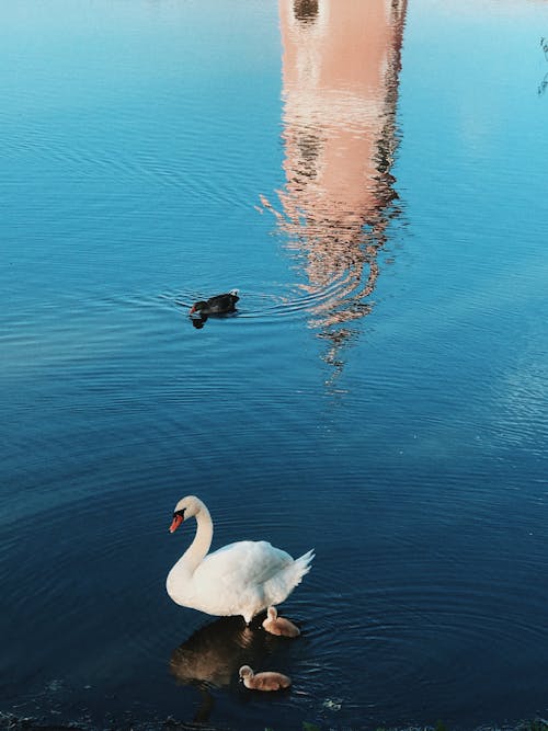 From above of graceful swan with long neck floating near chicks over calm blue water surface