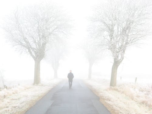 Foto d'estoc gratuïta de arbre, arbres, boira