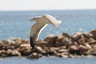 A seagull gracefully flying over the rocky shore of Al Mukalla, Yemen.