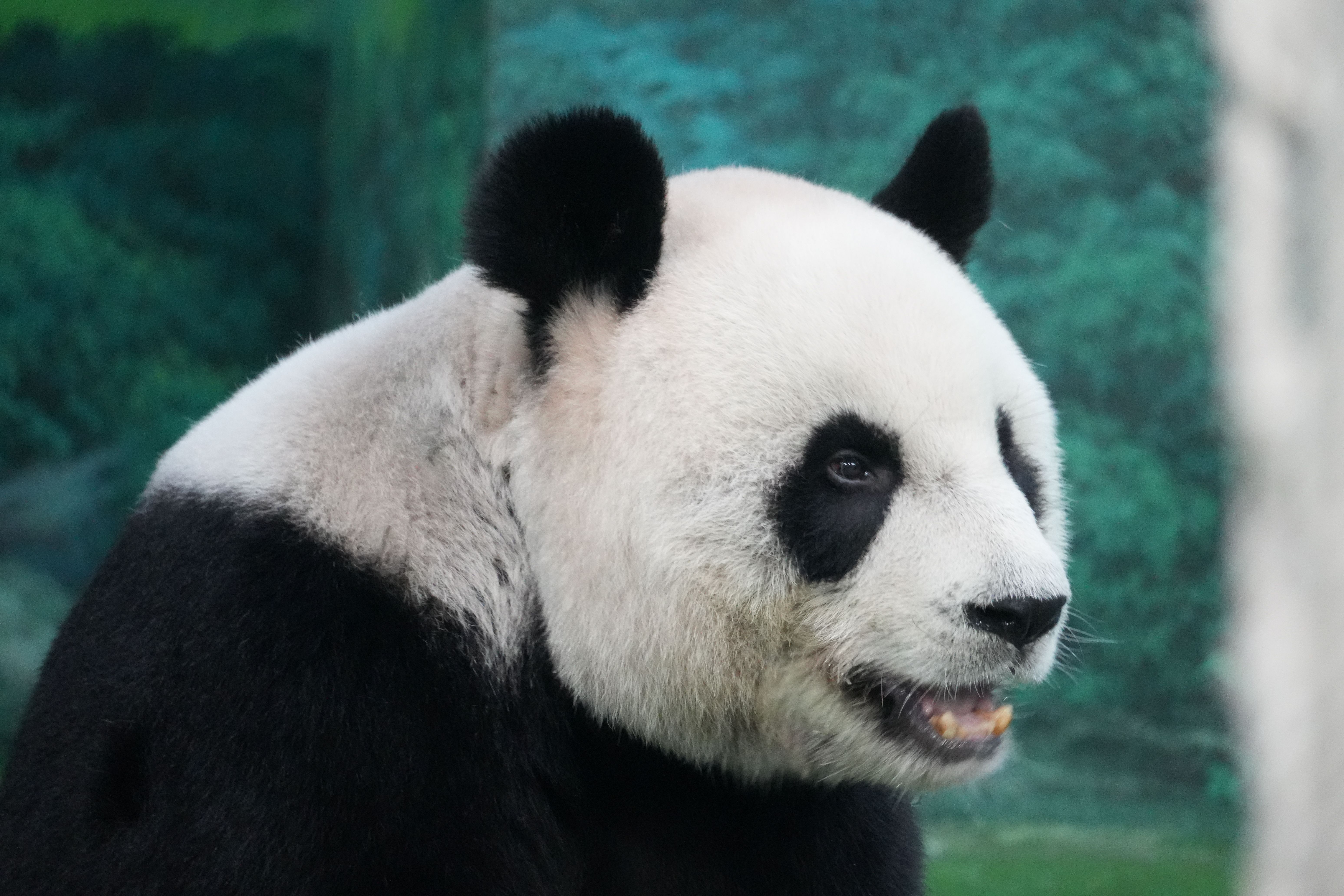 Portrait of a giant panda featuring its distinctive black and white fur in a natural setting.