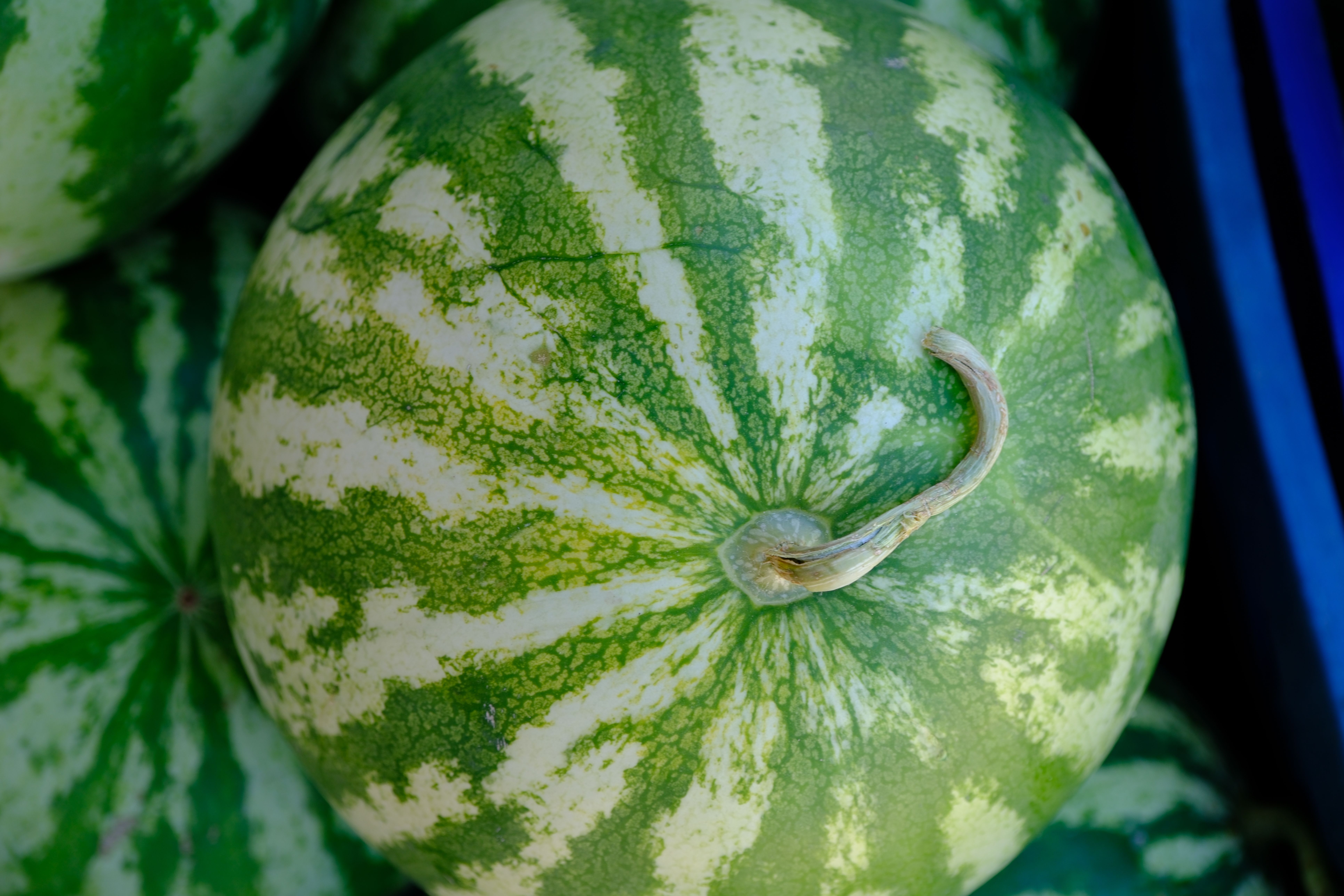 How to Pick a Watermelon by Its Stripes? - Chef's Resource