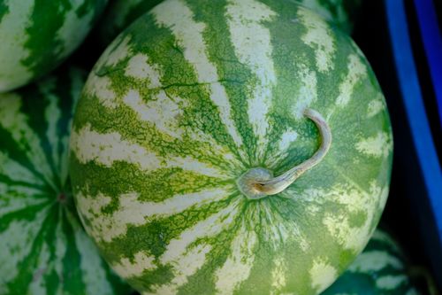 Free Close-up of a ripe watermelon in İzmir market, vibrant green and fresh. Stock Photo