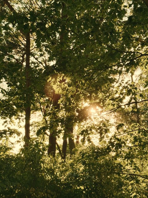 Free Golden sunlight streaming through lush green trees, creating a serene summer forest scene. Stock Photo