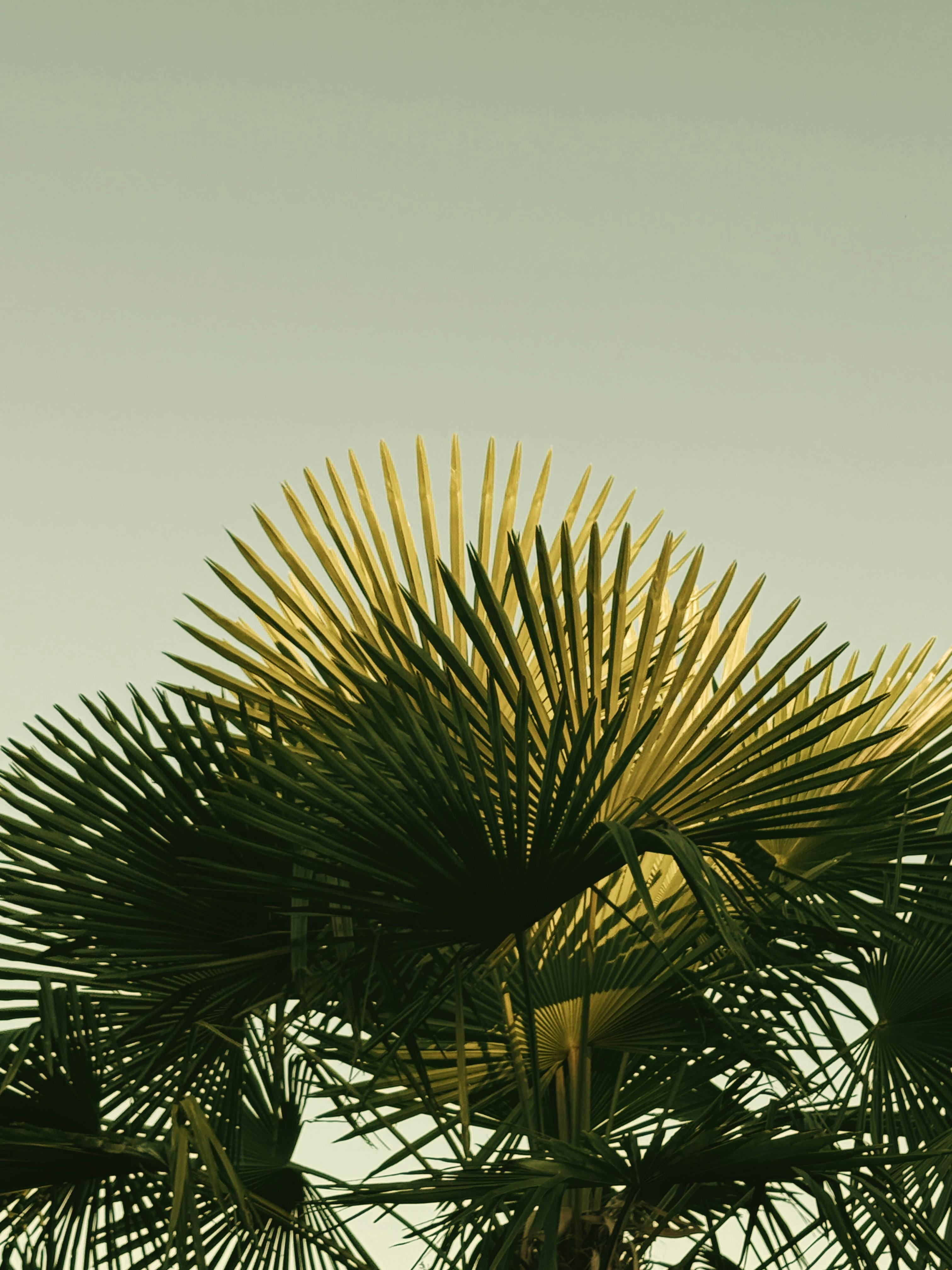 gratis Felgroene palmbomen steken af tegen de heldere lucht en symboliseren de natuurlijke schoonheid en rust. Stockfoto