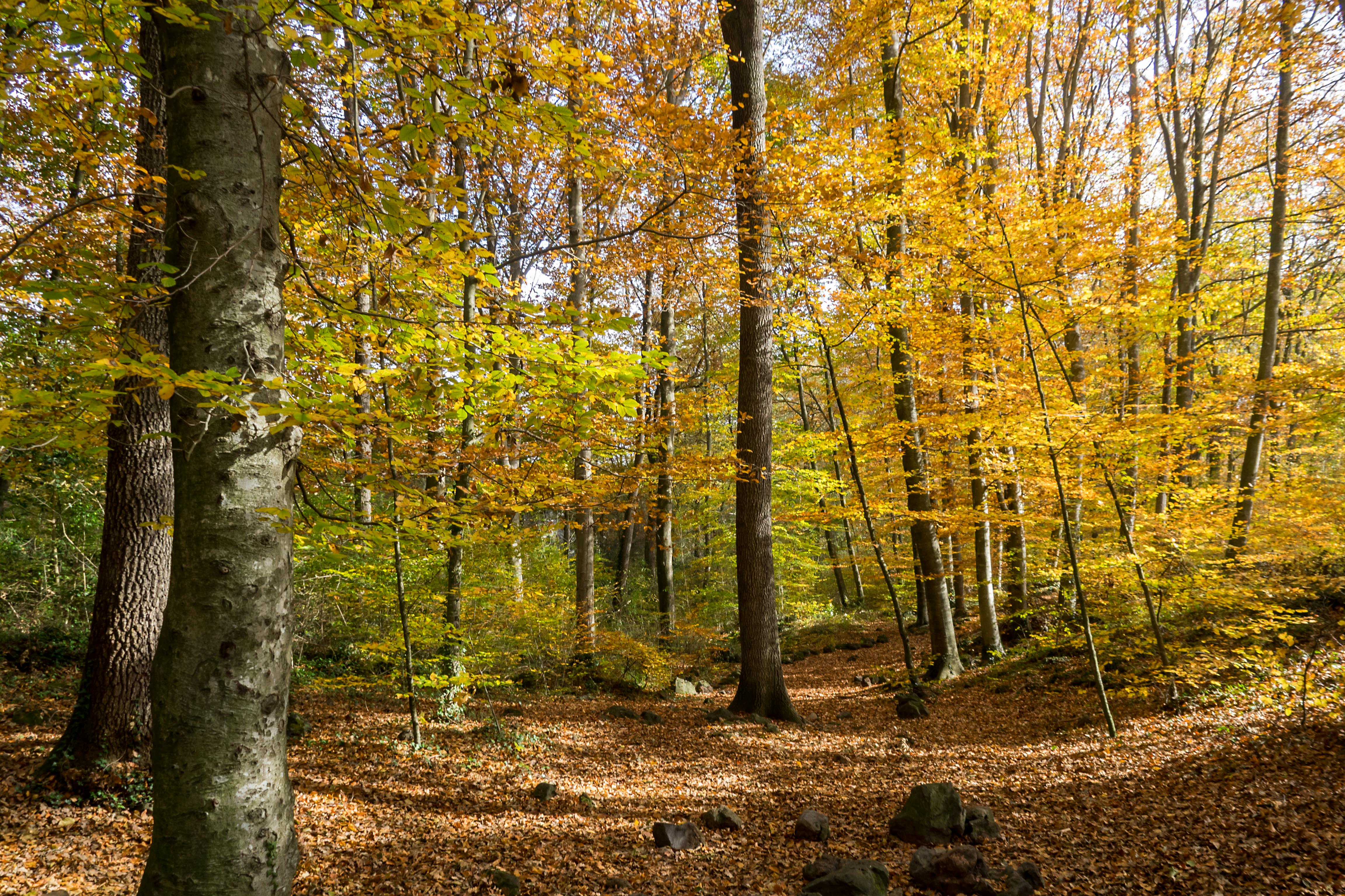 60+ Best Beech Photos · 100 Free Download · Pexels Stock Photos
