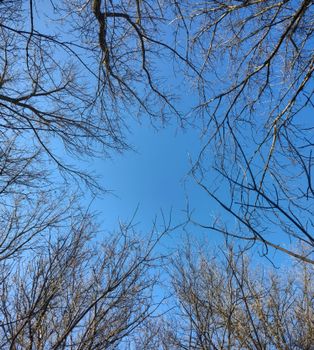 View of bare tree branches framing a clear blue sky, perfect for nature backgrounds.