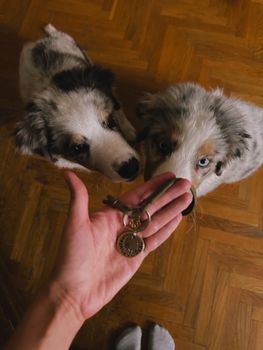Two adorable Australian Shepherd puppies indoors, with cute puppy eyes looking curiously.