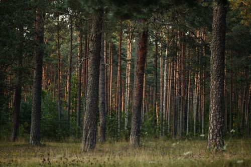 Free Tranquil evergreen forest with sunlight filtering through lush trees, perfect for nature themes. Stock Photo