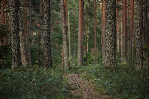 Free Explore a serene forest path lined with tall trees in this tranquil woodland scene, perfect for nature enthusiasts. Stock Photo
