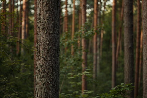 Free Tall trees standing in a quiet, lush forest setting, depicting serene wilderness beauty. Stock Photo