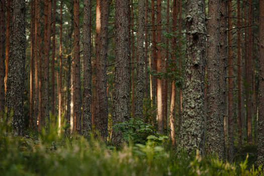 A tranquil view of an evergreen forest showcasing tree trunks and lush undergrowth, highlighting natural beauty.