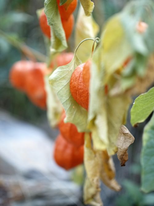 Free stock photo of flower, nature Stock Photo