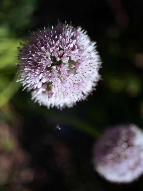 Free stock photo of flower, nature Stock Photo