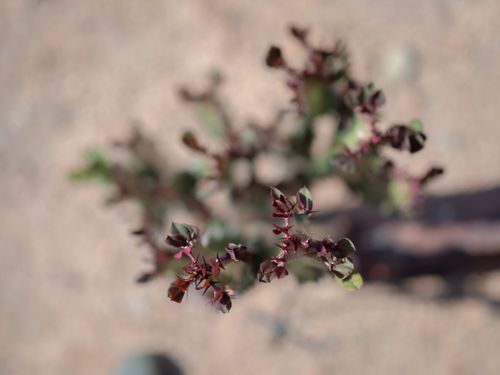 Free stock photo of flower, nature Stock Photo