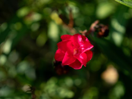 Free stock photo of flower, nature Stock Photo