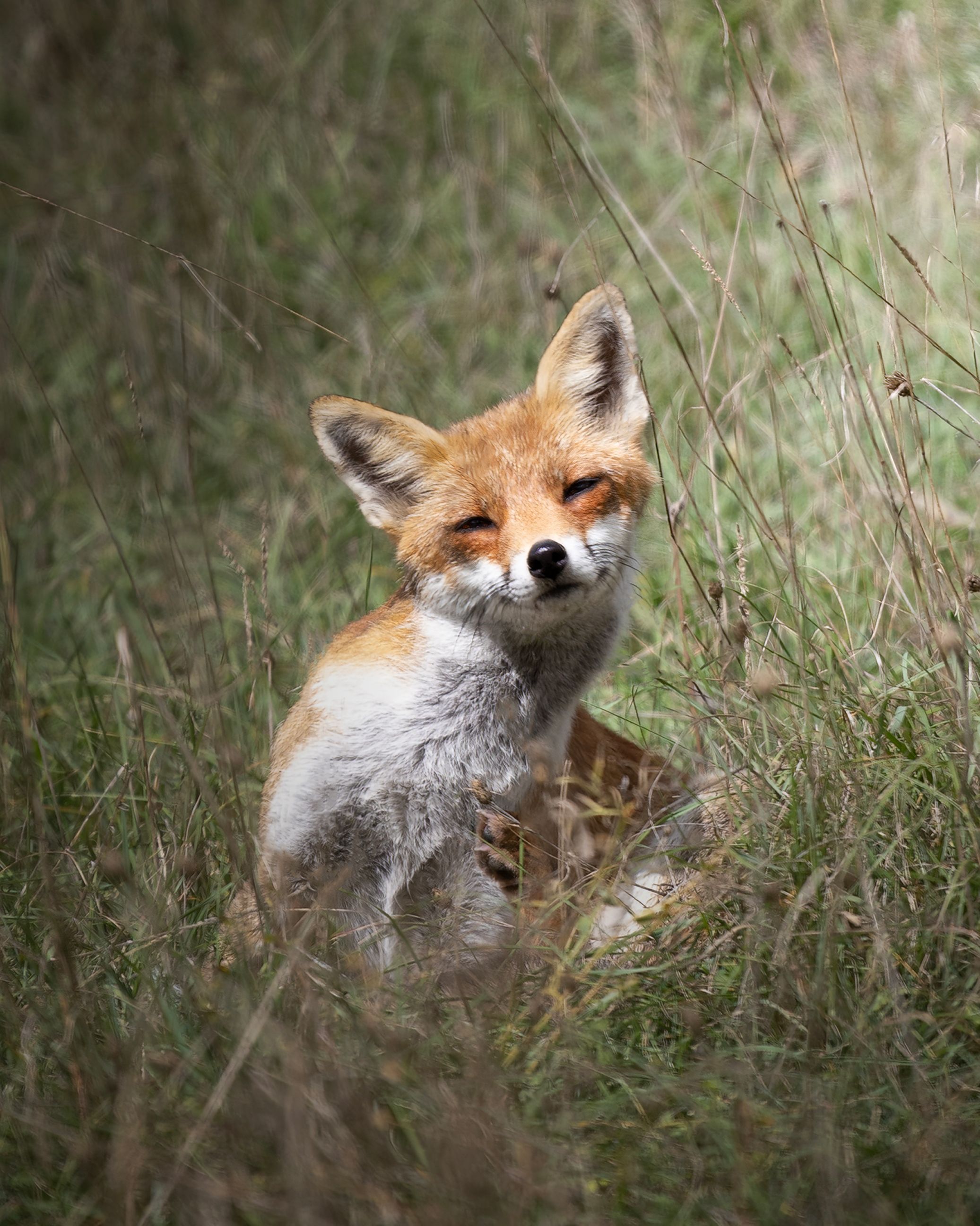 A serene red fox sits amidst tall grass in Abruzzo, Italia, showcasing its natural beauty.