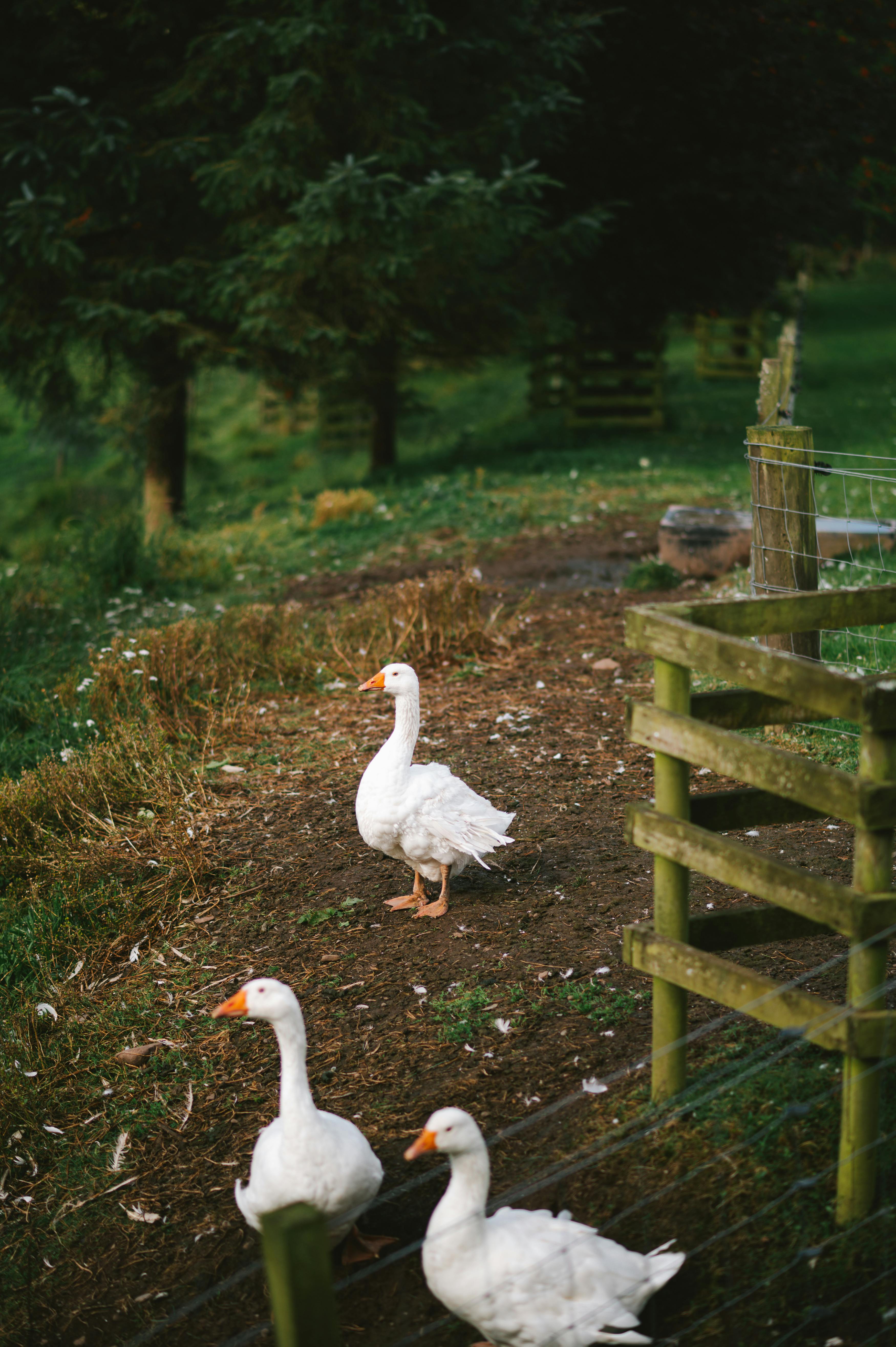 Three white geese on a rural farm in Dunblane, Scotland.