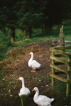 Three white geese on a rural farm in Dunblane, Scotland.