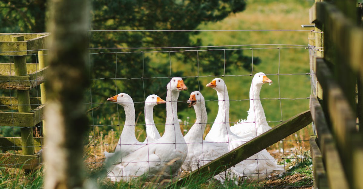楊柳颱風來襲 林內木瓜農忙著加固果樹保收成