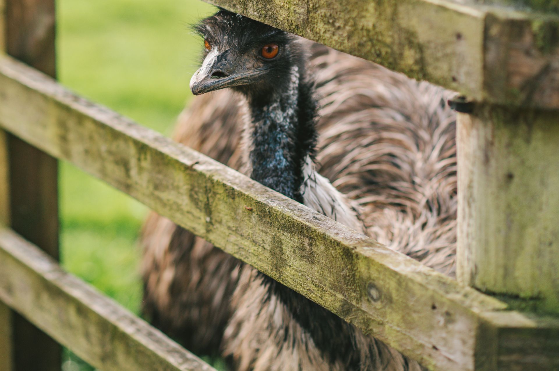 Emu peeking through fence in Dunblane, Scotland showcasing nature and wildlife.