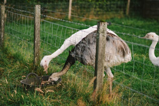 Immagine gratuita di agricoltura, aia, alimentazione