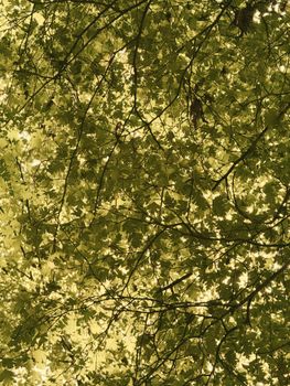Sunlight casts a warm glow through the canopy of green maple leaves, creating a serene forest ambiance.