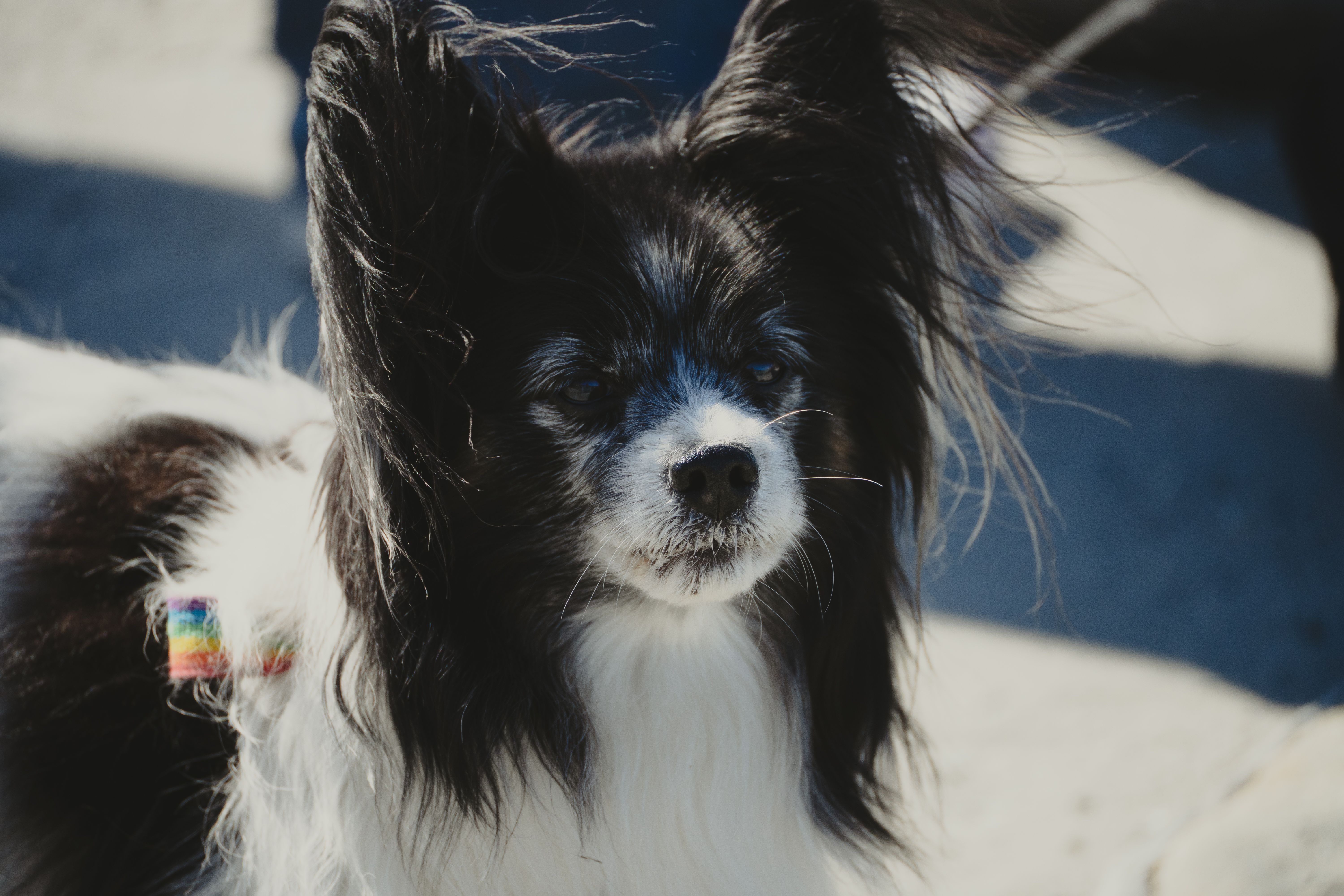 Close-up of a Papillon dog enjoying the sun in Nuuk, Greenland, showcasing its unique butterfly ears.