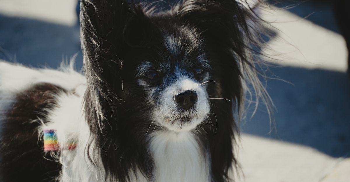 Close-up of a Papillon dog enjoying the sun in Nuuk, Greenland, showcasing its unique butterfly ears.
