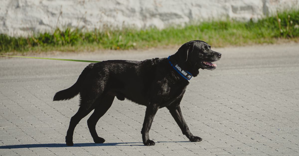 Black Lab Walk Black Labrador Walking Outdoors in Nuuk, Greenland · Free Stock Photo