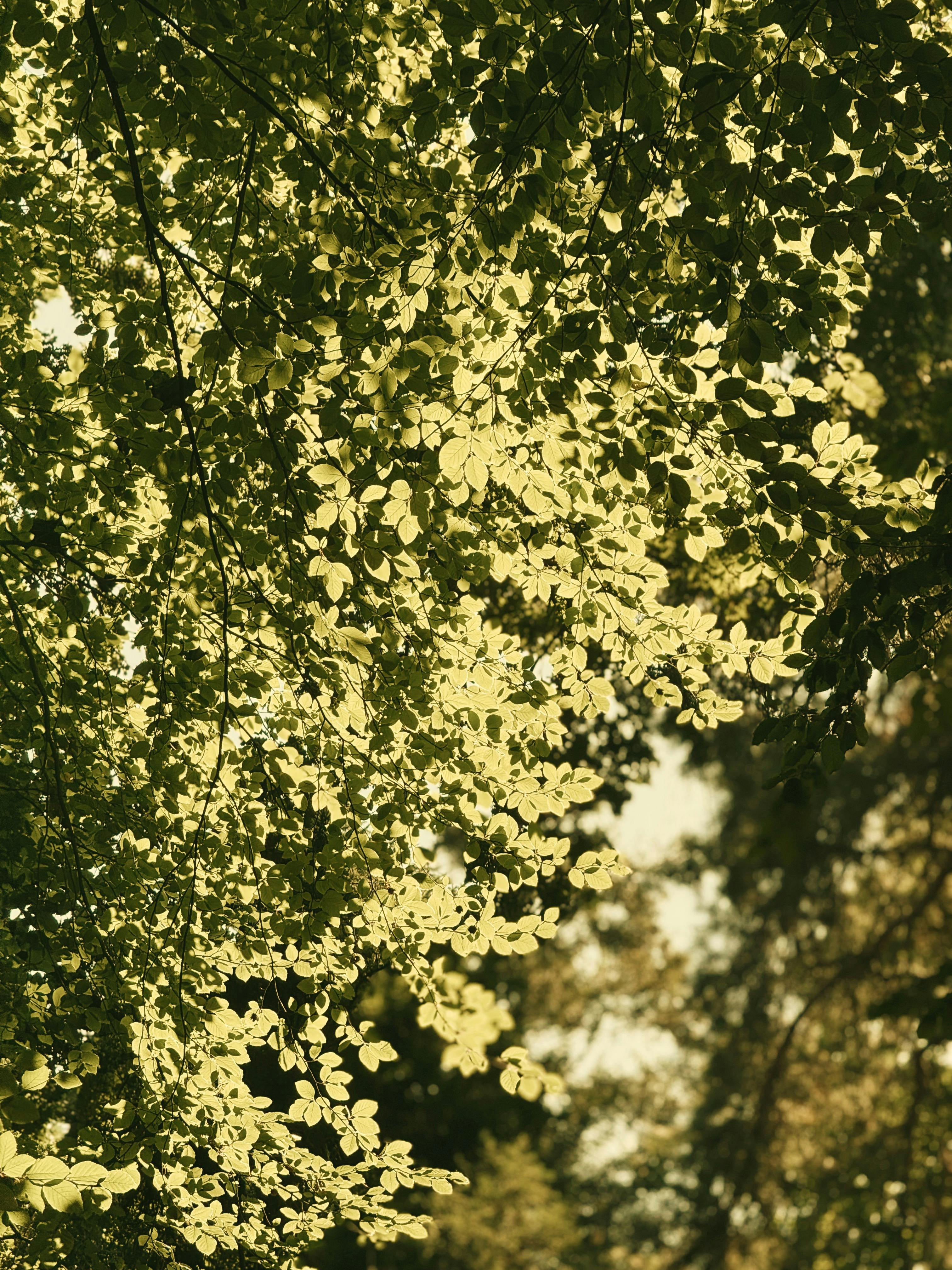 Gratuit Une belle vue de feuilles vertes tachetées de soleil dans une scène forestière paisible. Photos