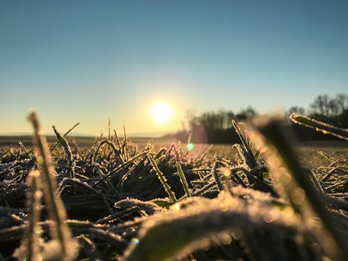 Free stock photo of cold weather frosty morning Stock Photo