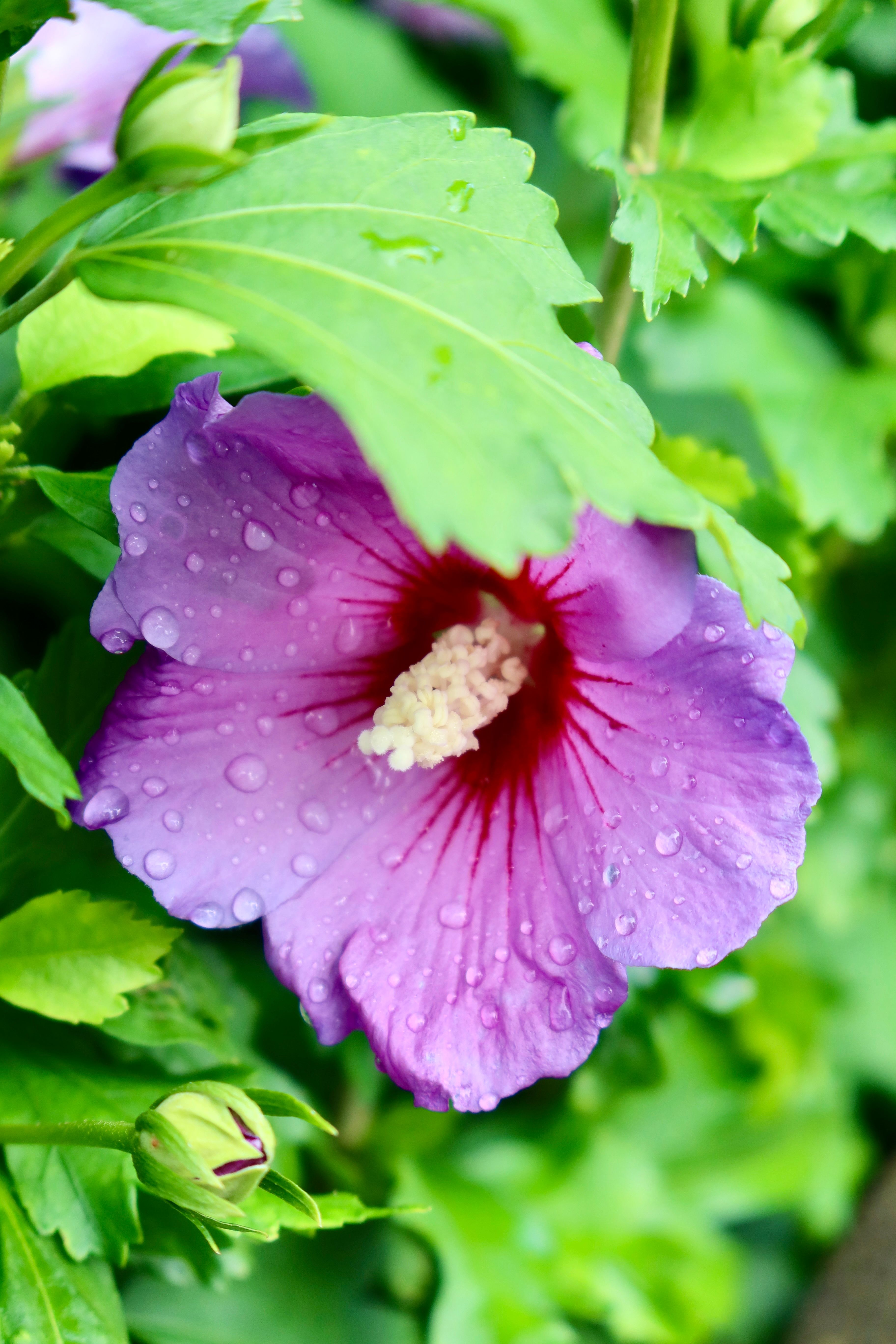 Vibrant purple hibiscus flower covered in dew with lush green leaves in a garden setting.