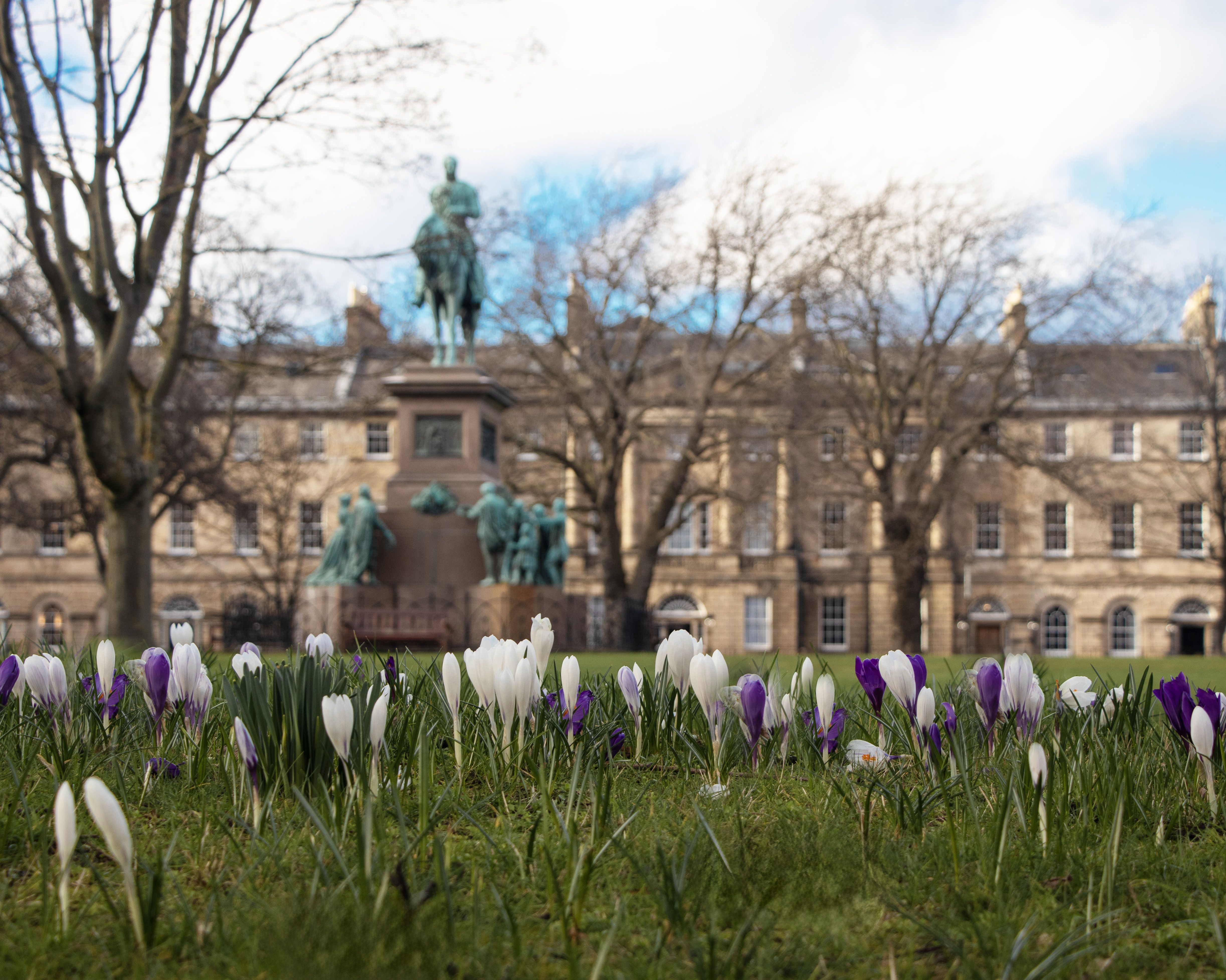 Vibrant crocuses bloom with a historic statue backdrop in Edinburgh, Scotland.