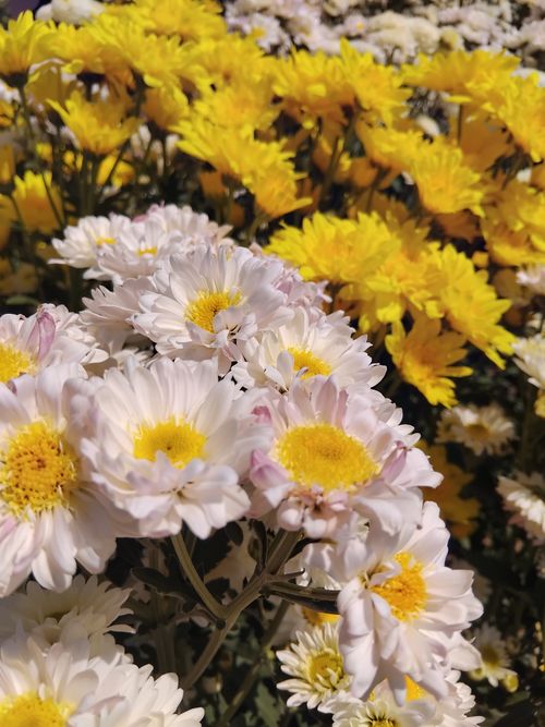 Free A vibrant collection of yellow and white chrysanthemum flowers in full bloom under bright daylight. Stock Photo