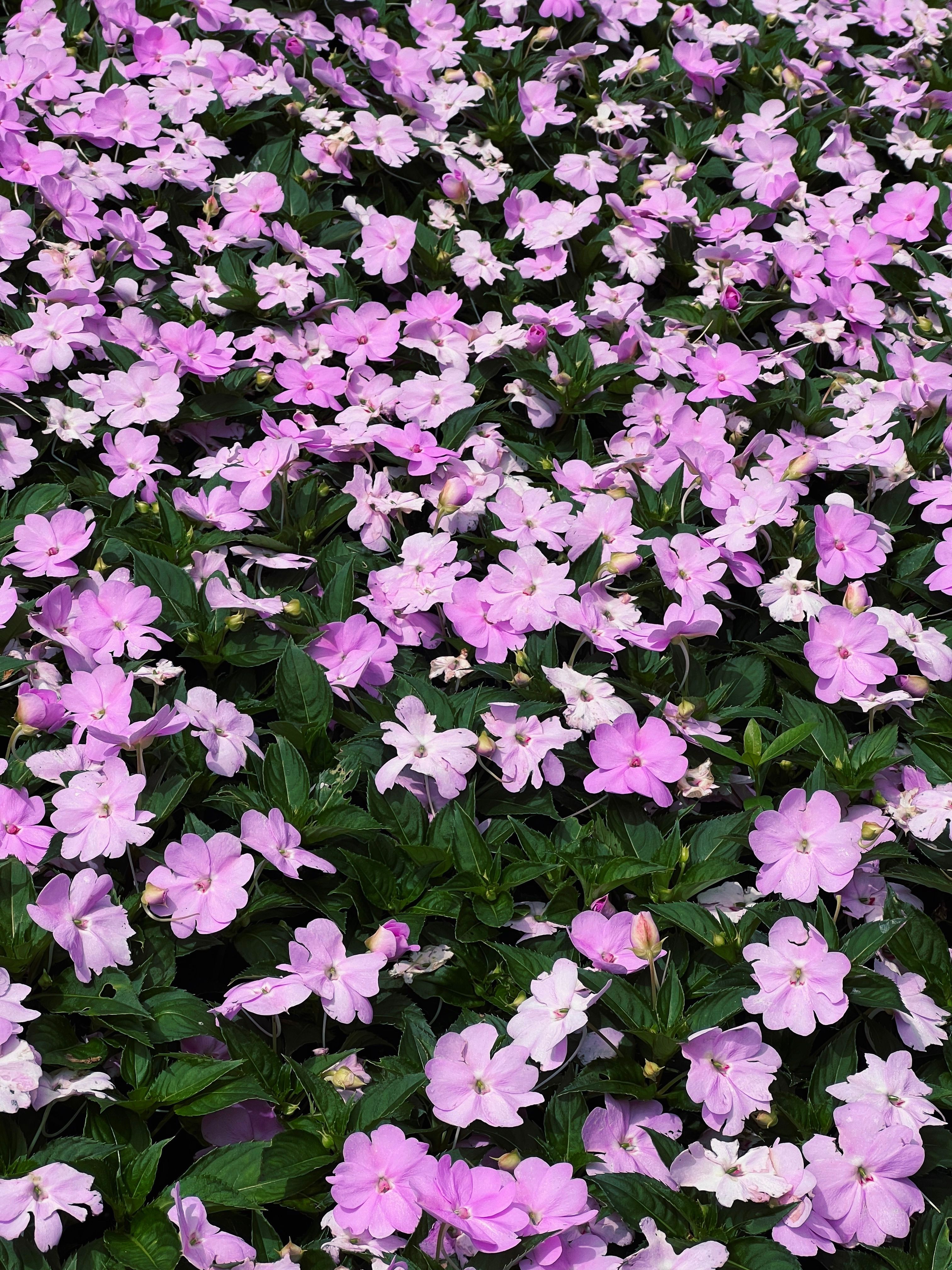 A lush carpet of vibrant purple impatiens flowers in full bloom outdoors.