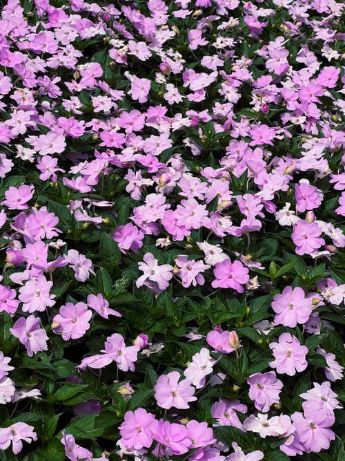 Free A lush carpet of vibrant purple impatiens flowers in full bloom outdoors. Stock Photo
