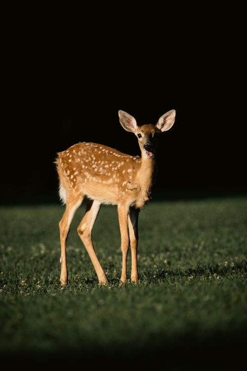 Free A young deer fawn standing on a green meadow, bathed in sunlight against a dark background. Stock Photo