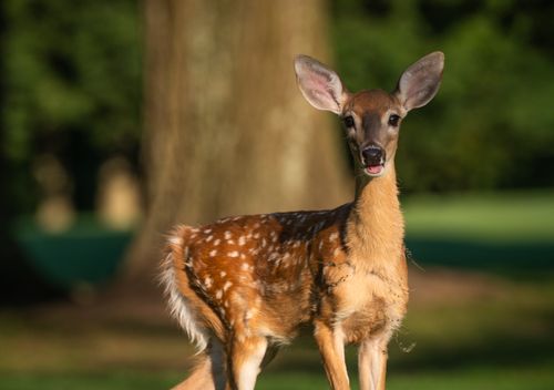 Free Close-up of a White-tailed deer fawn standing in a sunlit forest area, looking curious. Stock Photo
