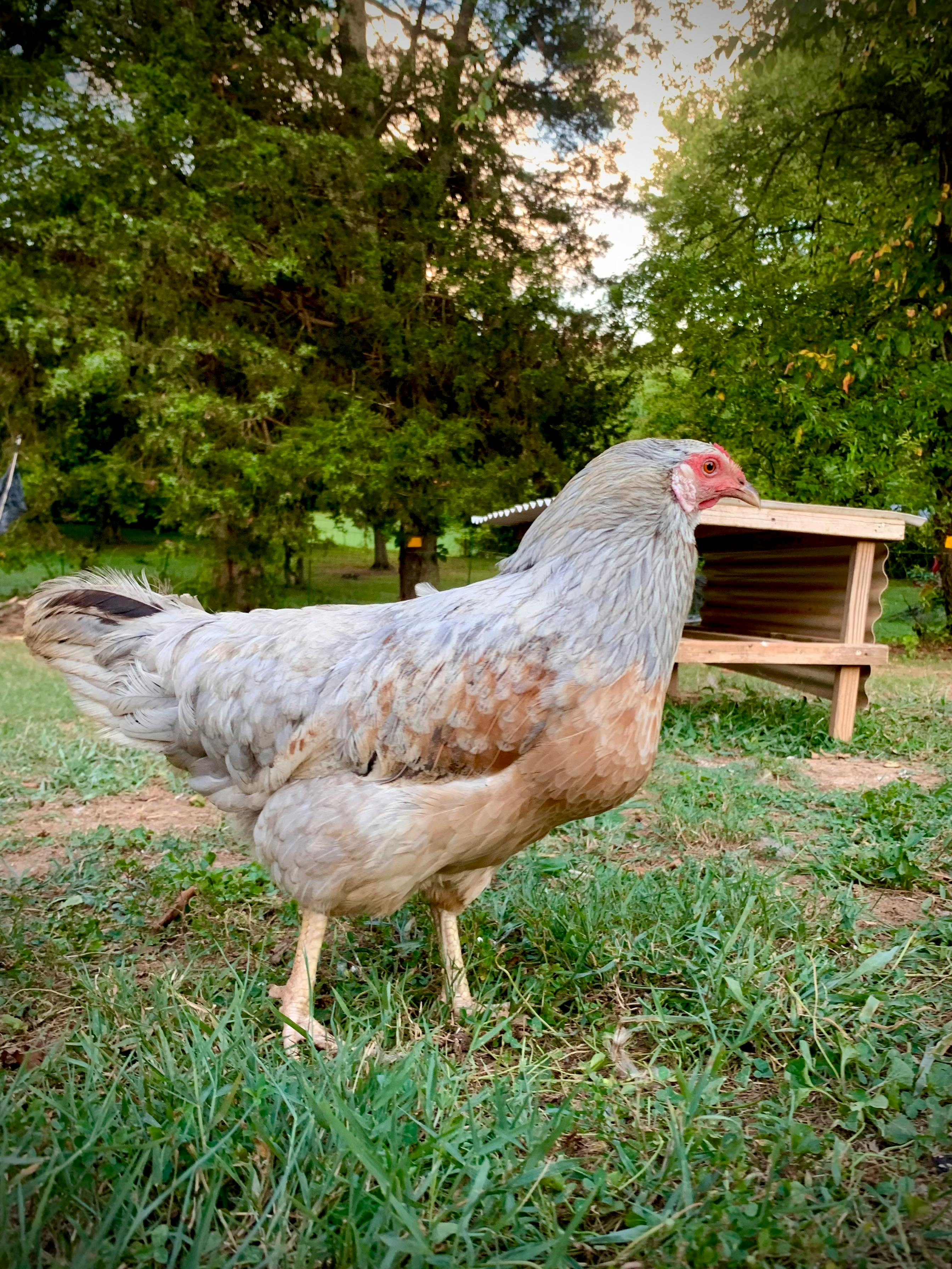 Backyard Chickens