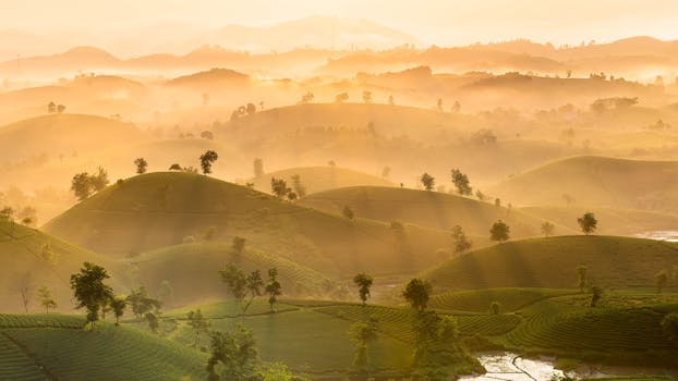 Serene landscape of misty hills and tea plantations at sunrise, capturing nature's beauty.